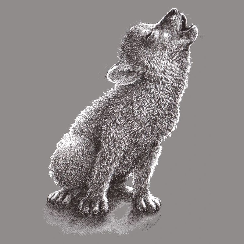 Young howling wolf