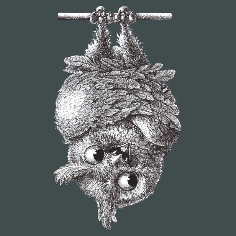 Vampir Eule - Dracula Eule