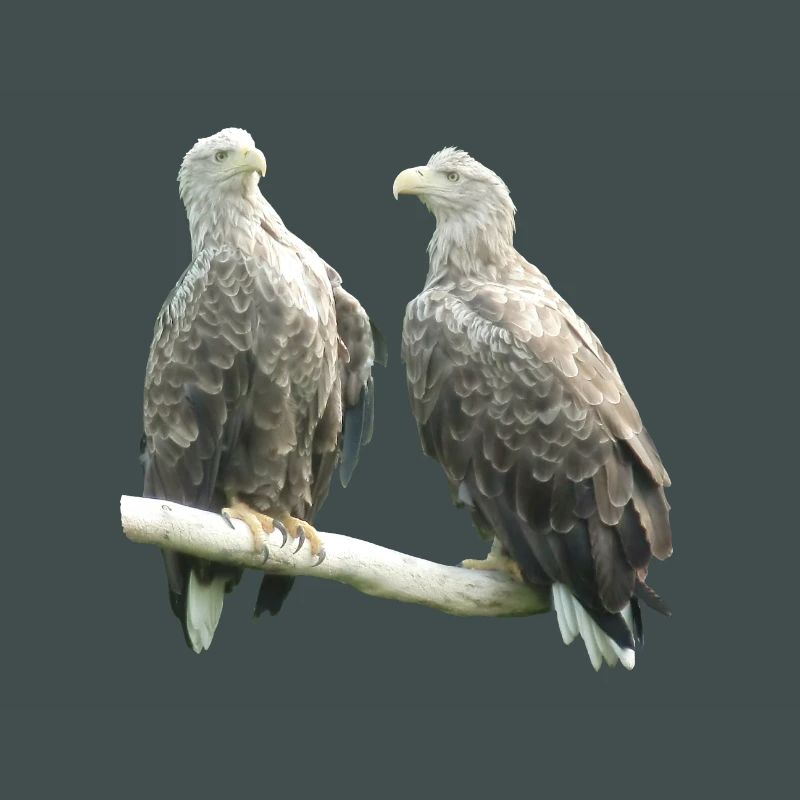 Pygargue à queue blanche