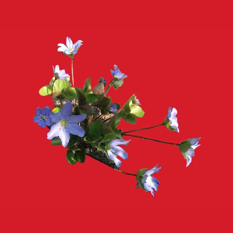 Leberblümchen