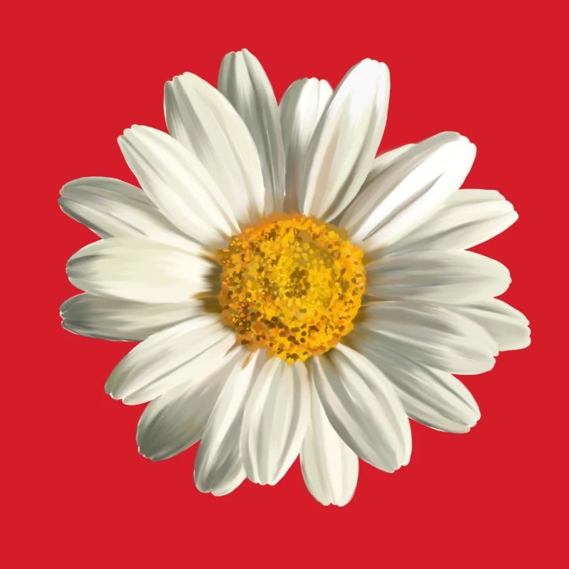 chamomile