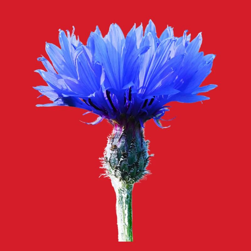 Cornflower
