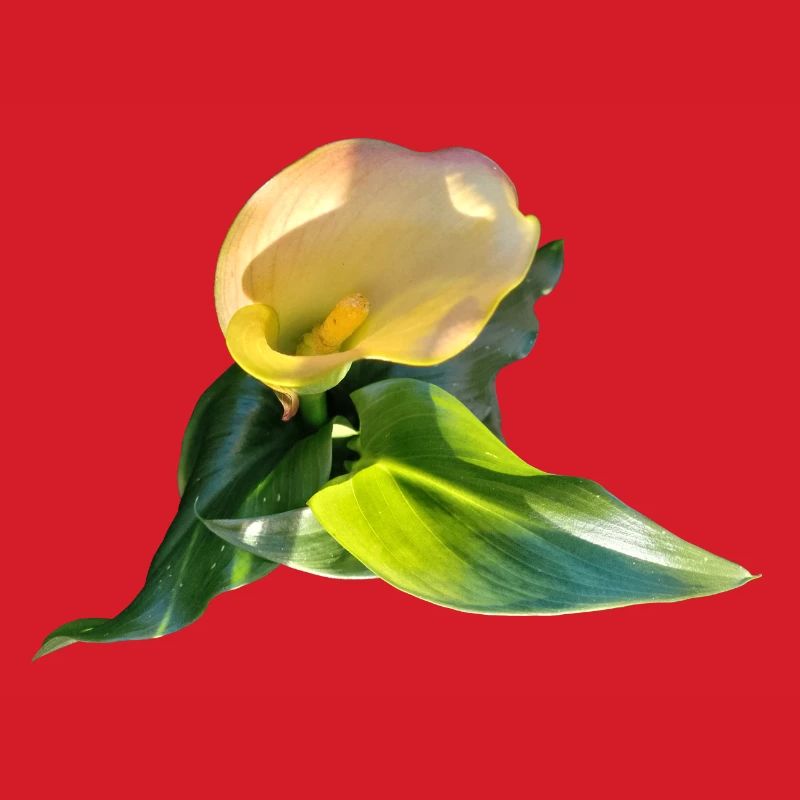 YELLOW CALLA LILY