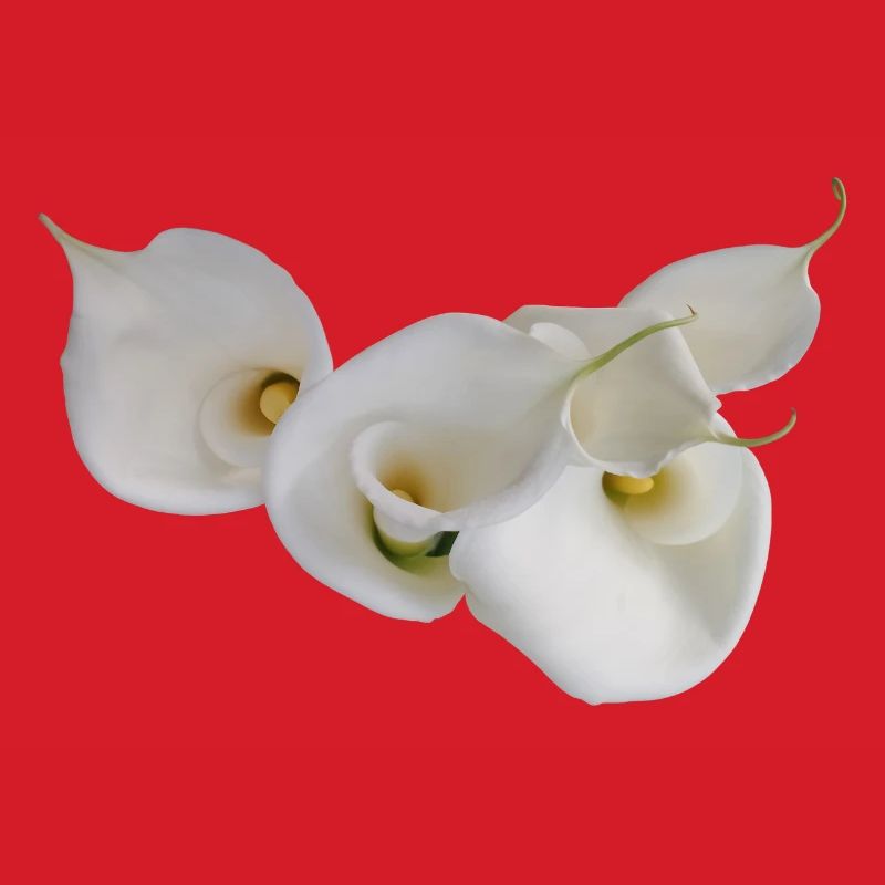 WHITE CALLAS
