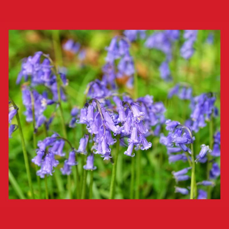 Bluebell - Violet Spring Bloom