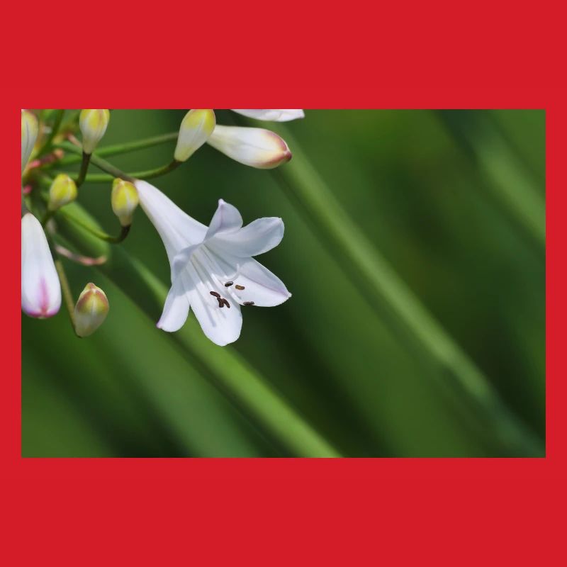 Macro de la fleur de lys blanc