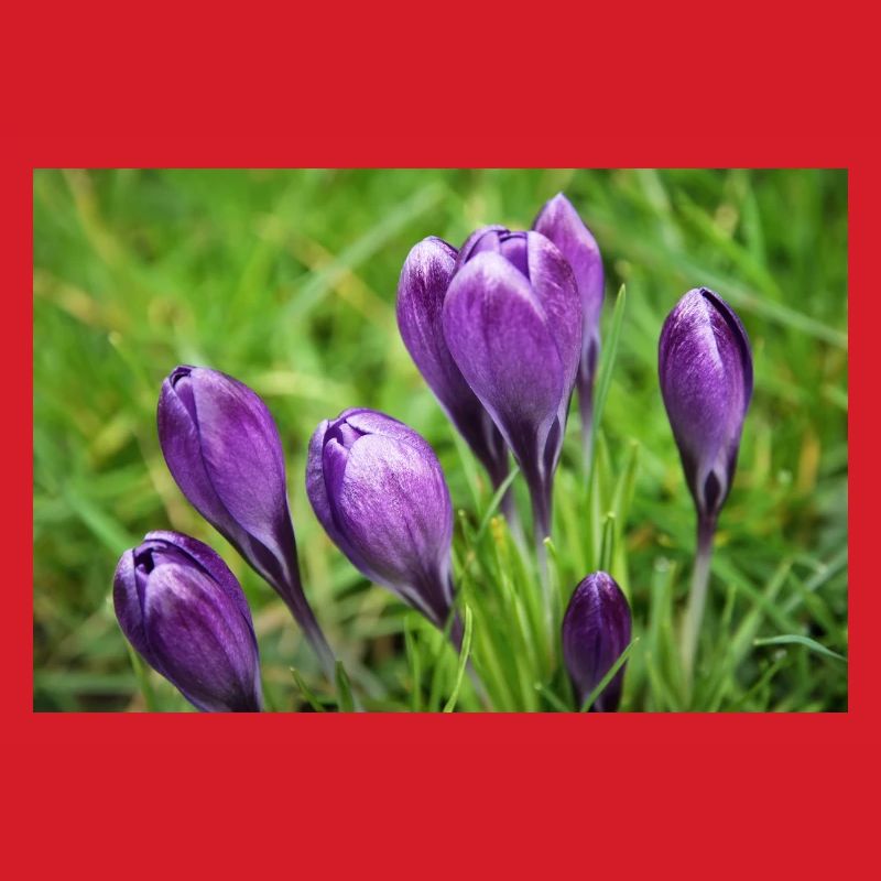 Grappe de crocus violet dans le jardin de printemps