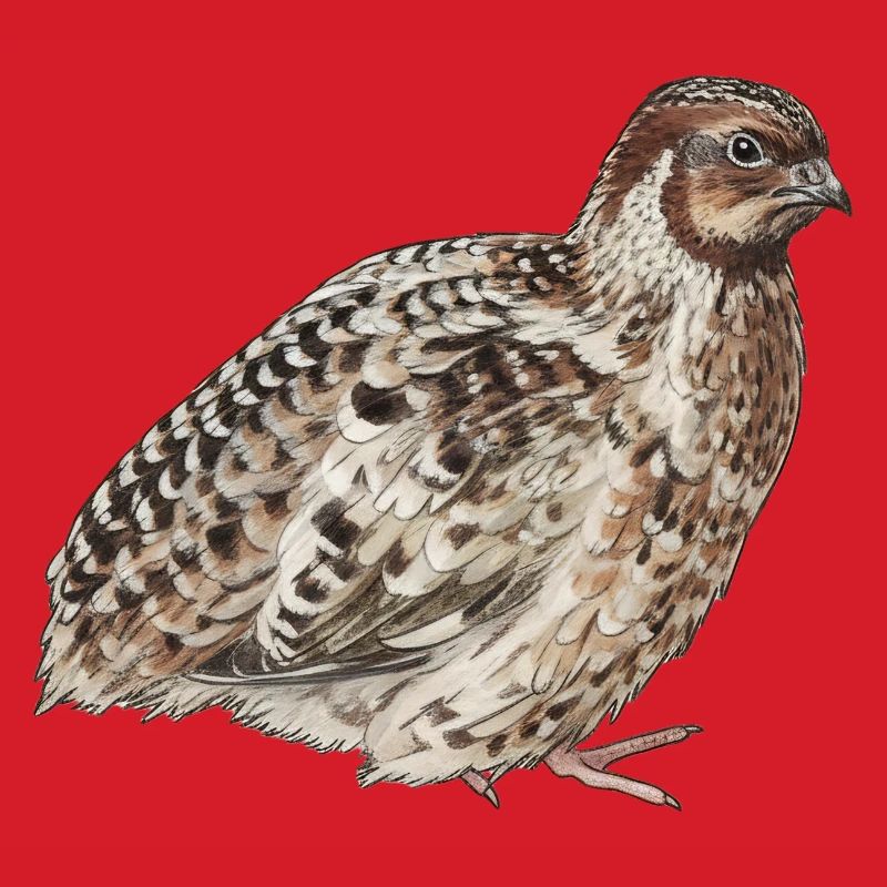 Quail - Redhead