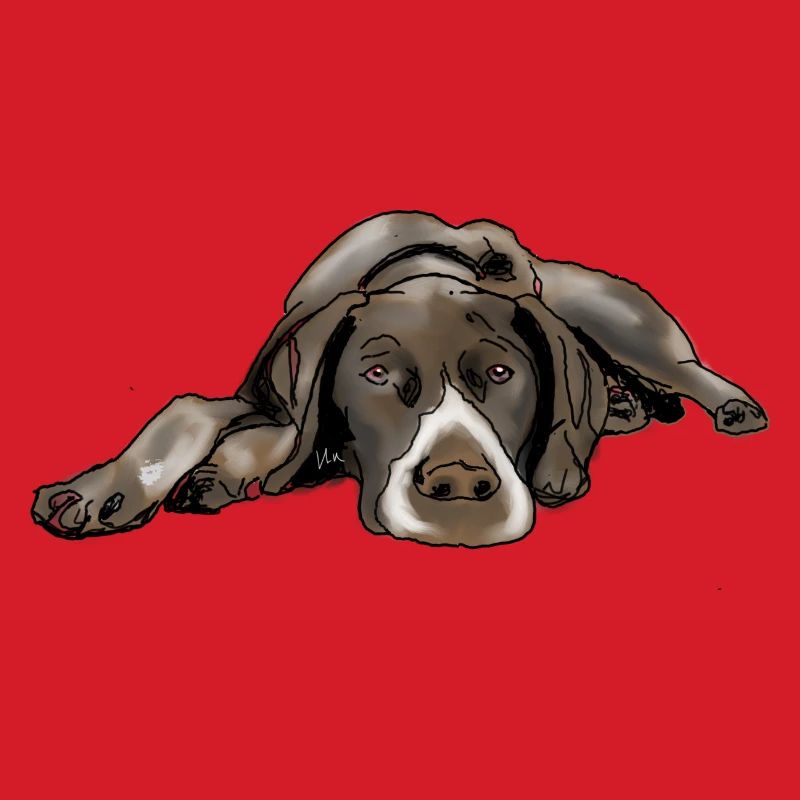 Pointer German Shorthair