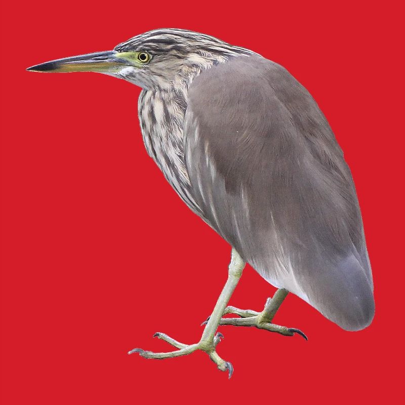 Bacchus Heron