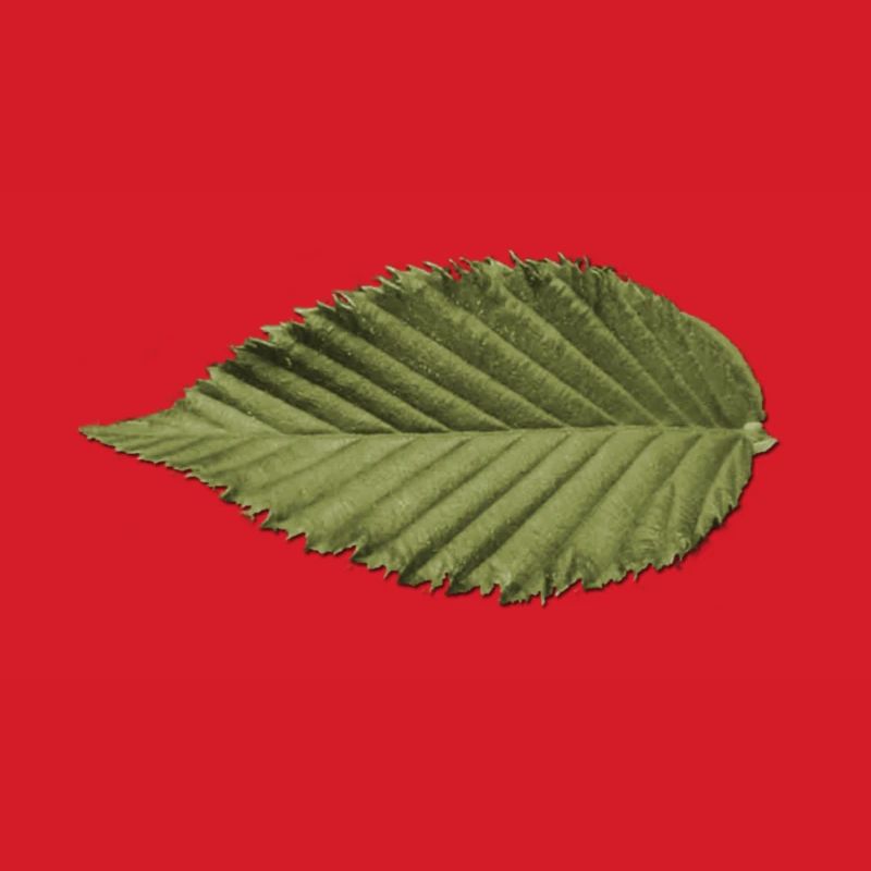 Structure foliaire : motif vert olive