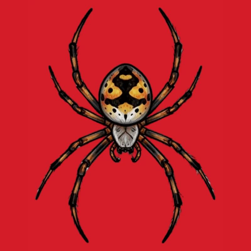 small spider