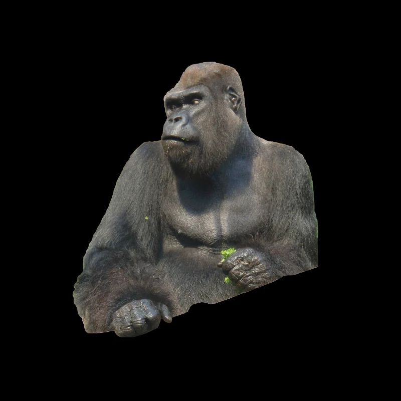 Gorilla