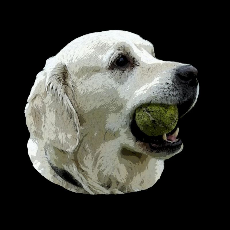 Labrador avec la bille