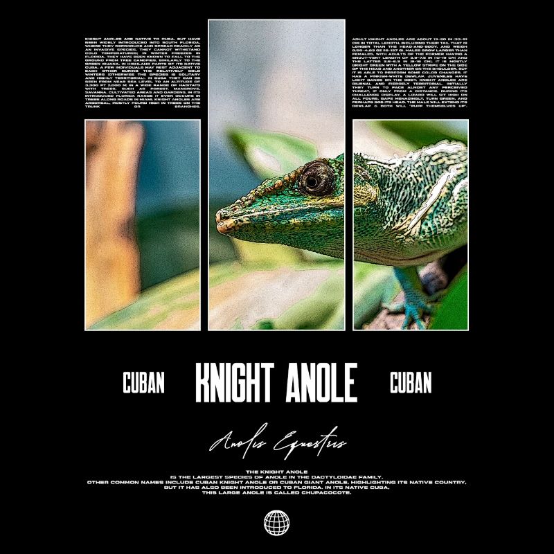 Cuban Knight Anole Lizard Owner Reptile Keeper