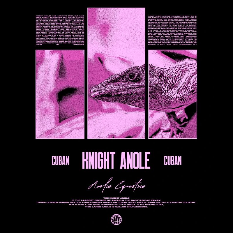 Cuban Knight Anole Lizard Owner Reptile Keeper