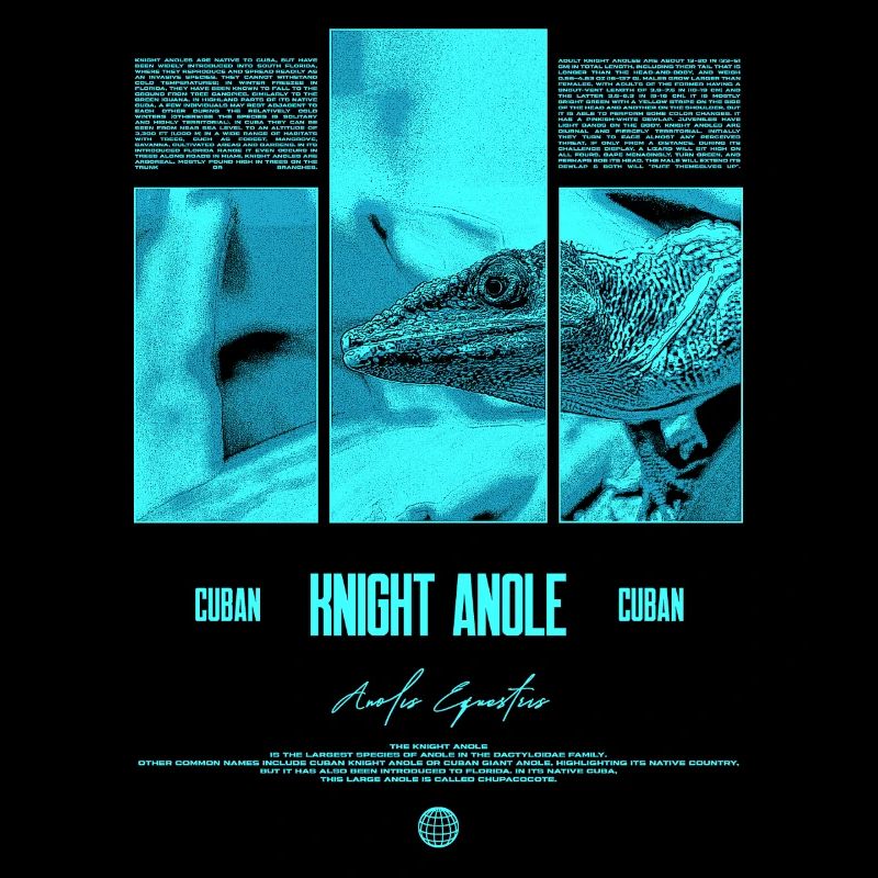 Cuban Knight Anole Lizard Owner Reptile Keeper