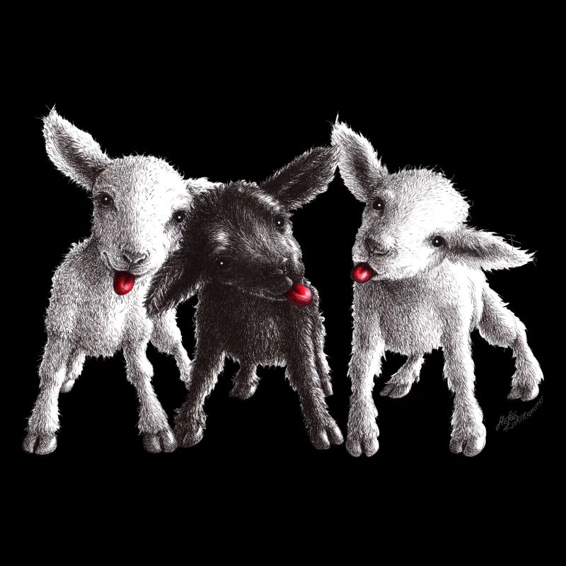cheeky sheep