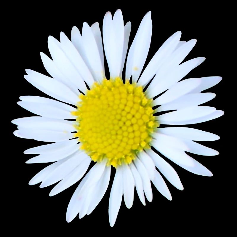 Gänseblümchen