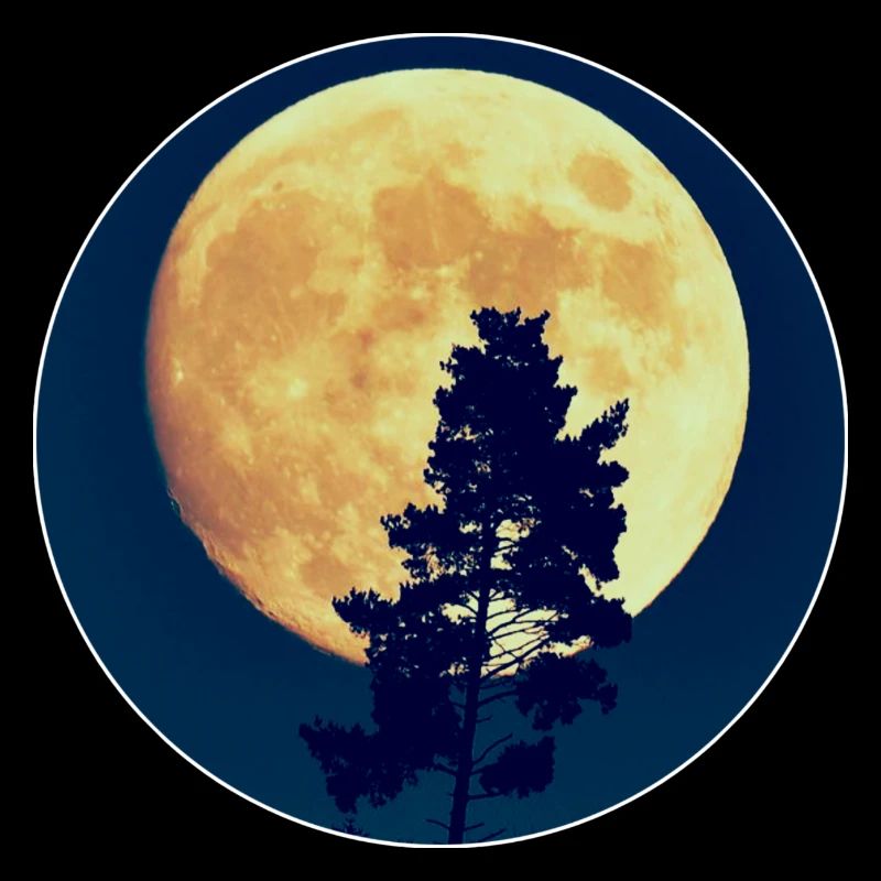Silhouette de la forêt nocturne au clair de lune