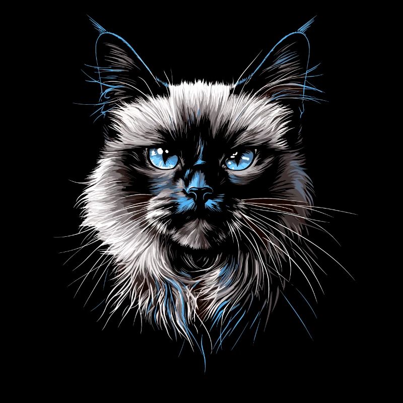 Chat Birman Chat Birman Sacré Chat Birman Mignon Chats Birmans