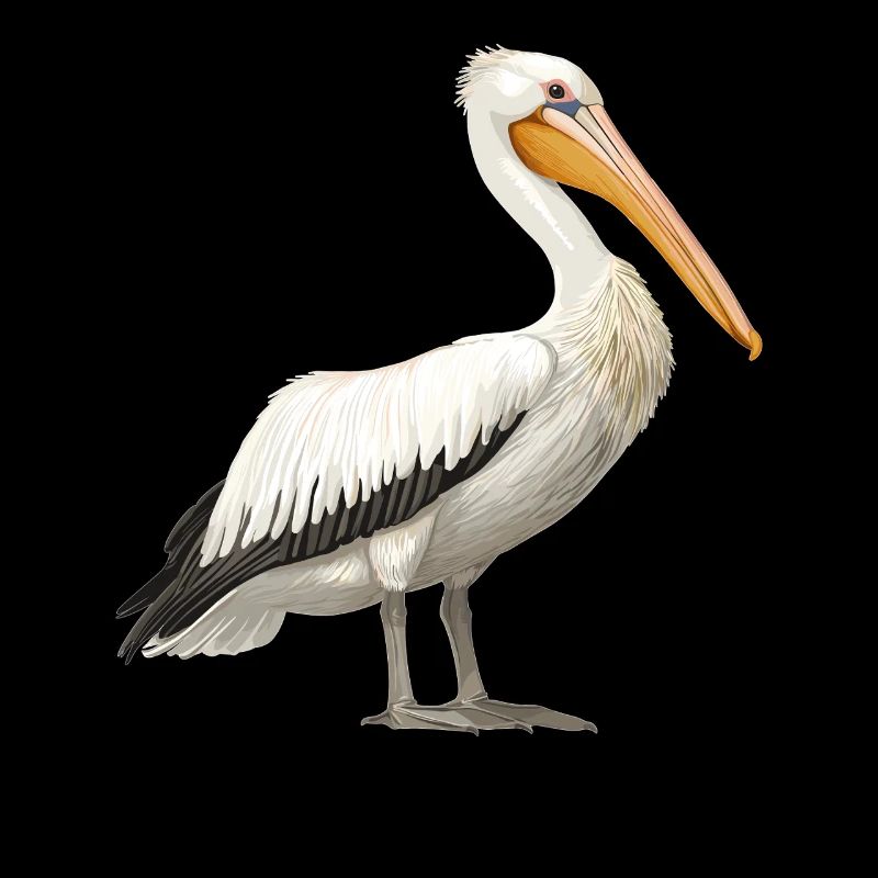 Pelicans Pelican