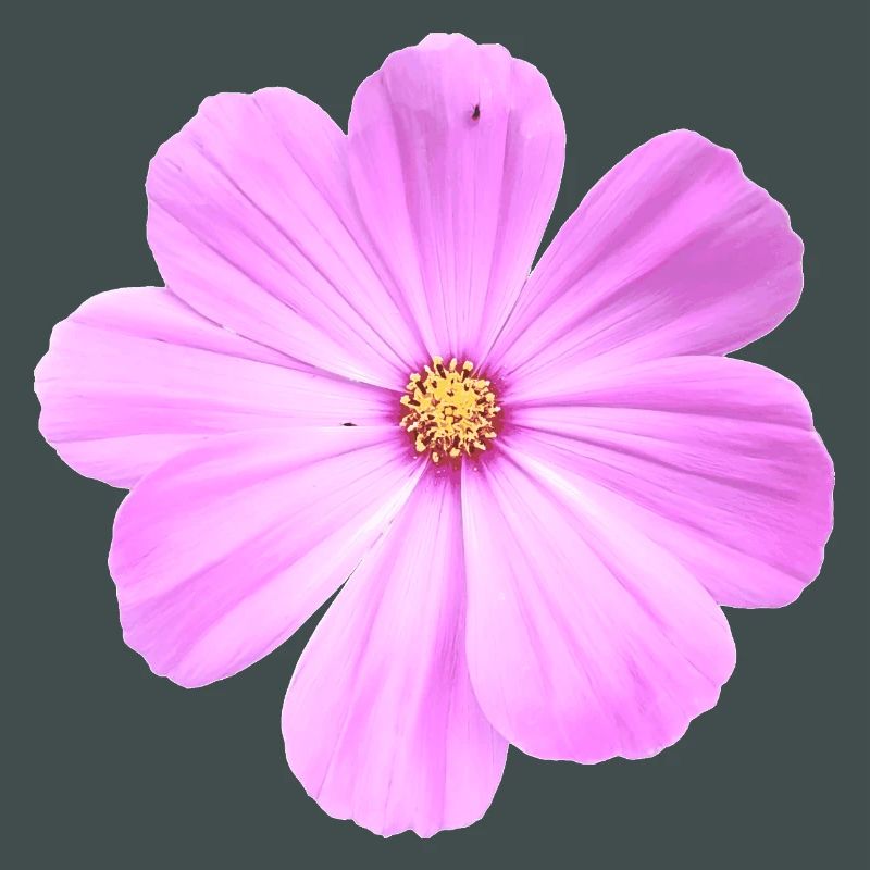 fleur