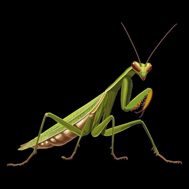 Praying mantises Praying mantis