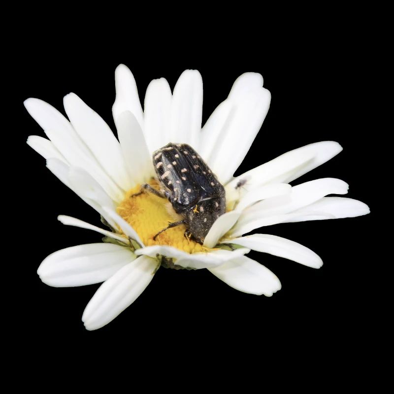Rose chafer
