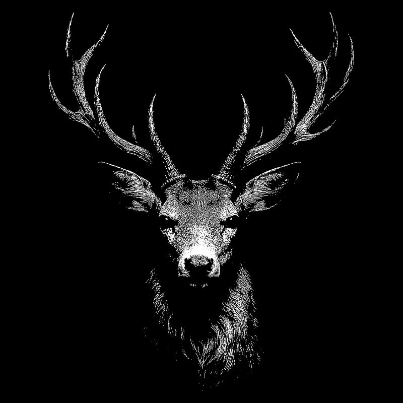roe deer