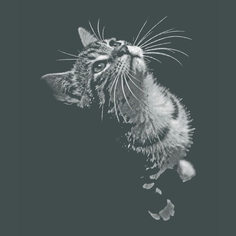 Graustufen Katzenschnurrer Blick