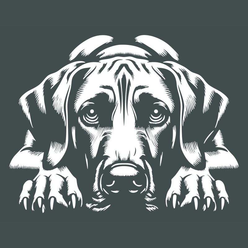 Rhodesian Ridgeback "Black Edition"
