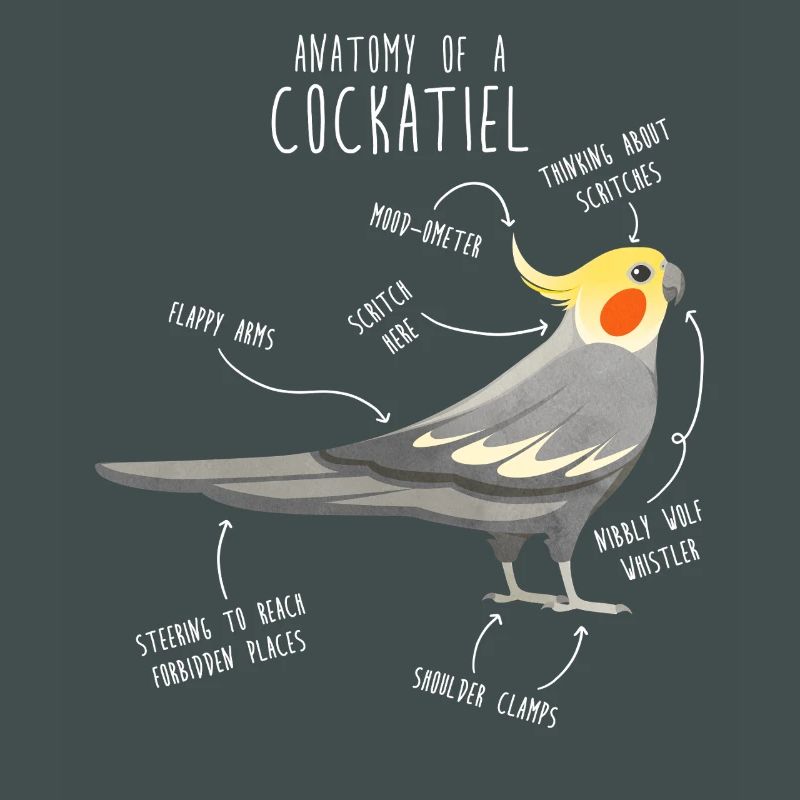 Anatomie de la calopsitte
