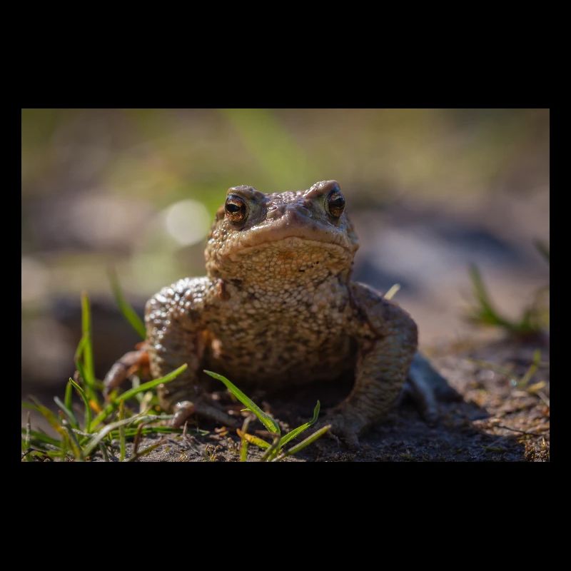 Gros plan d’un crapaud terrestre - Affiche