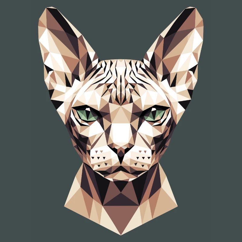 Sphynx Chat Sphynx Chat Chat Canadien Sphinx mignon