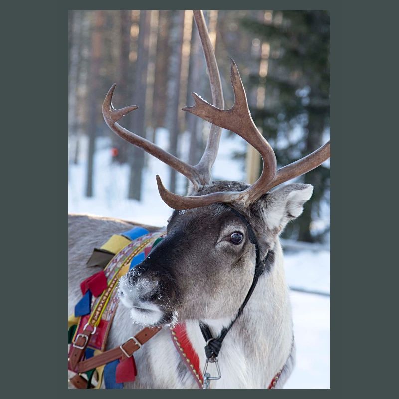 Reindeer