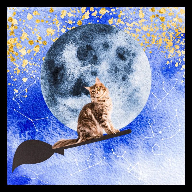 Cat wizard