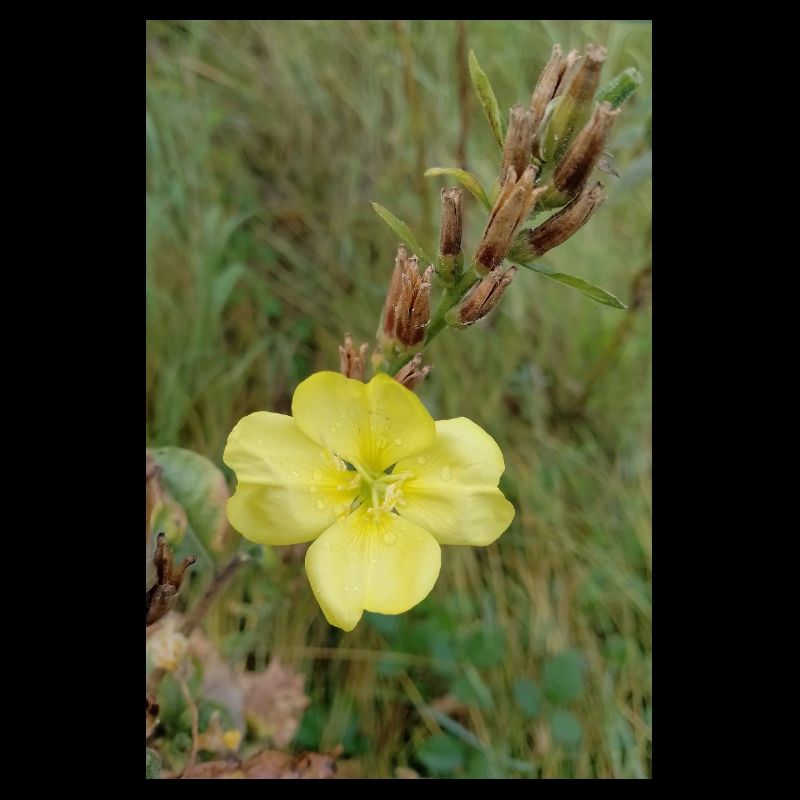 Bonjour onagre jaune