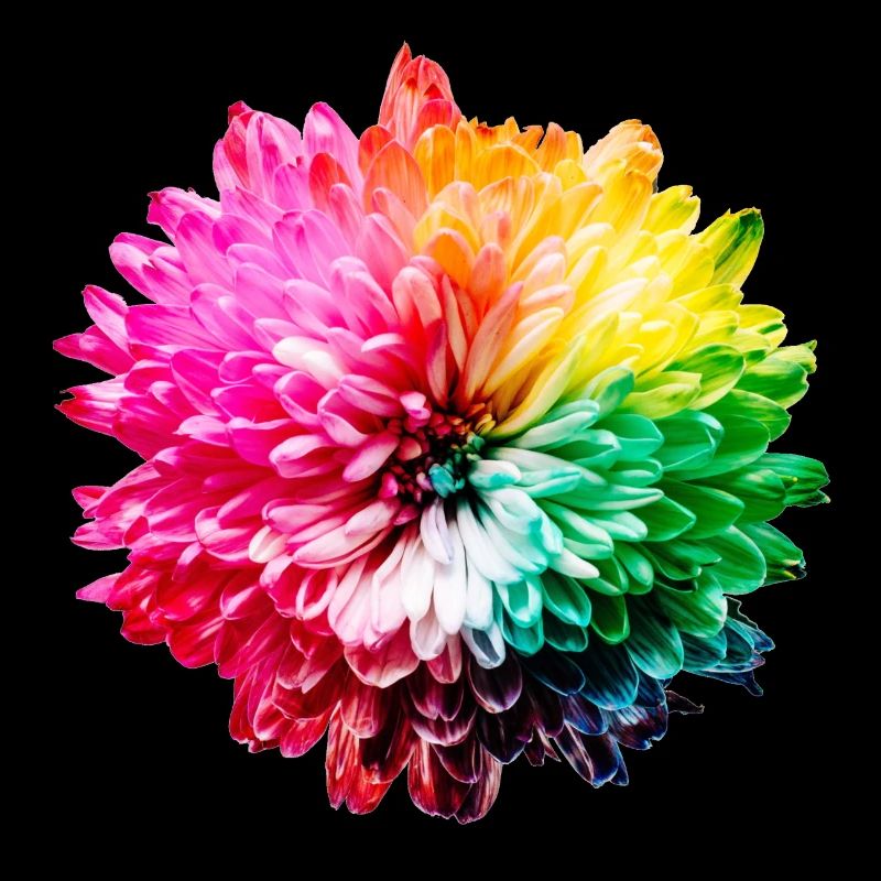 Chrysantheme Regenbogen