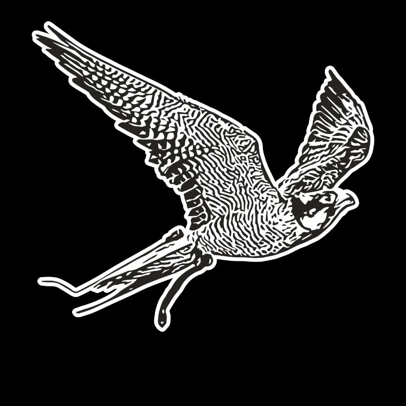 Falcon in flight