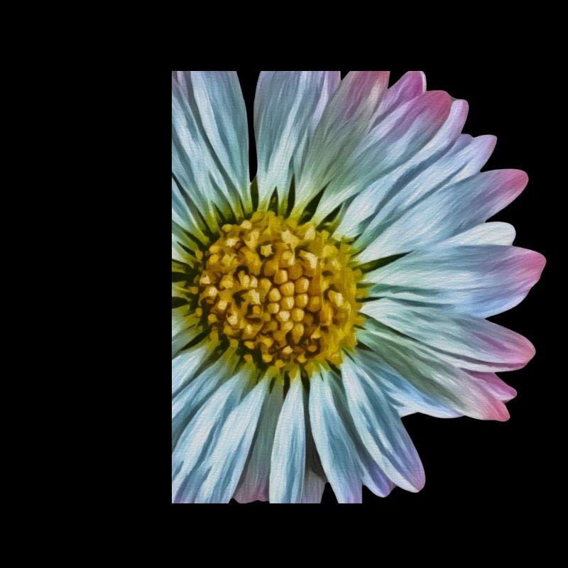 Gänseblümchen