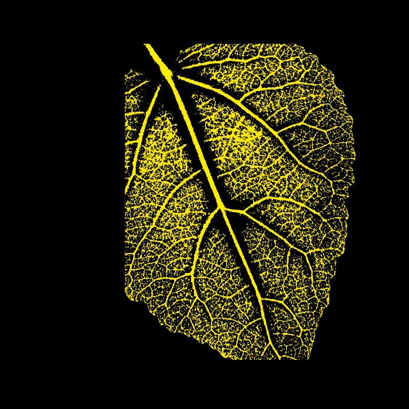 Linden leaf / Leaf Linde