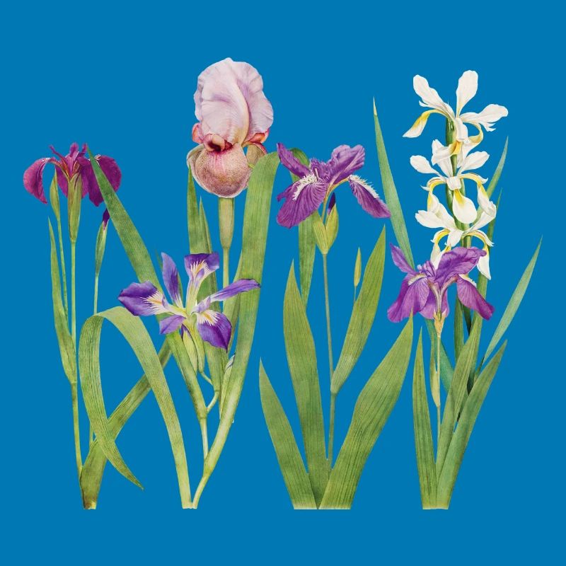 Iris sauvage et orchidée design botanique