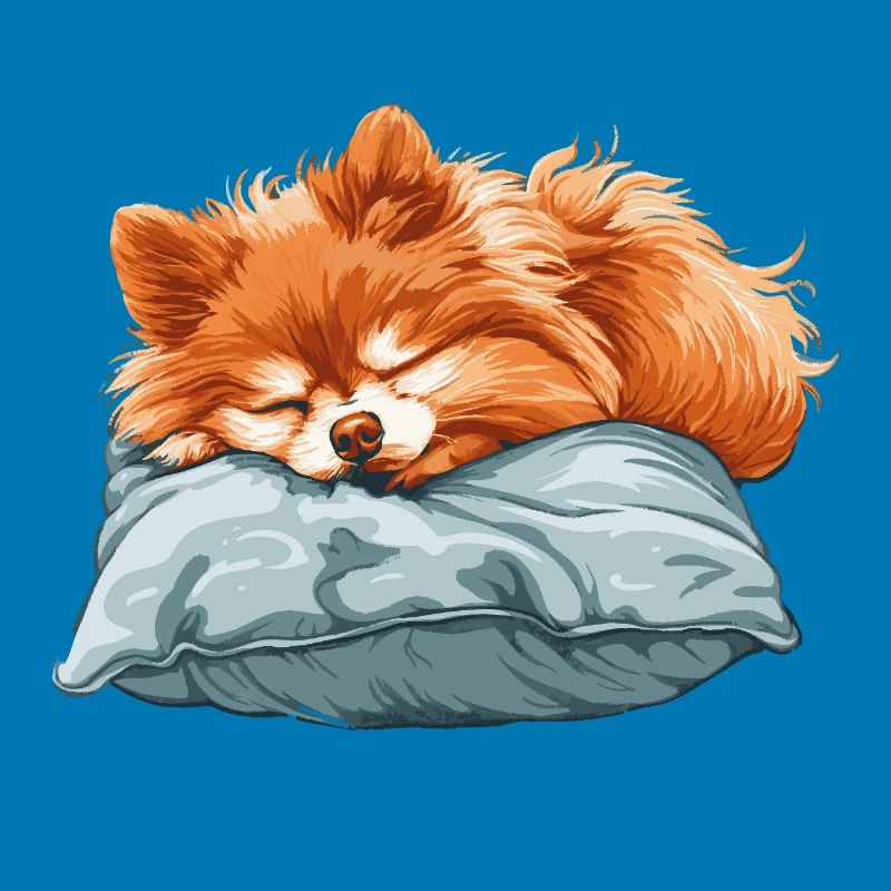 Sleeping Spitz on pillow