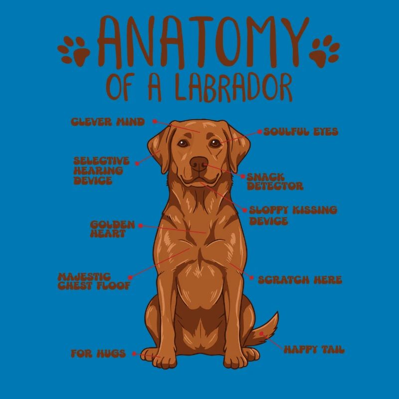 Anatomie eines Fox Red Labradors