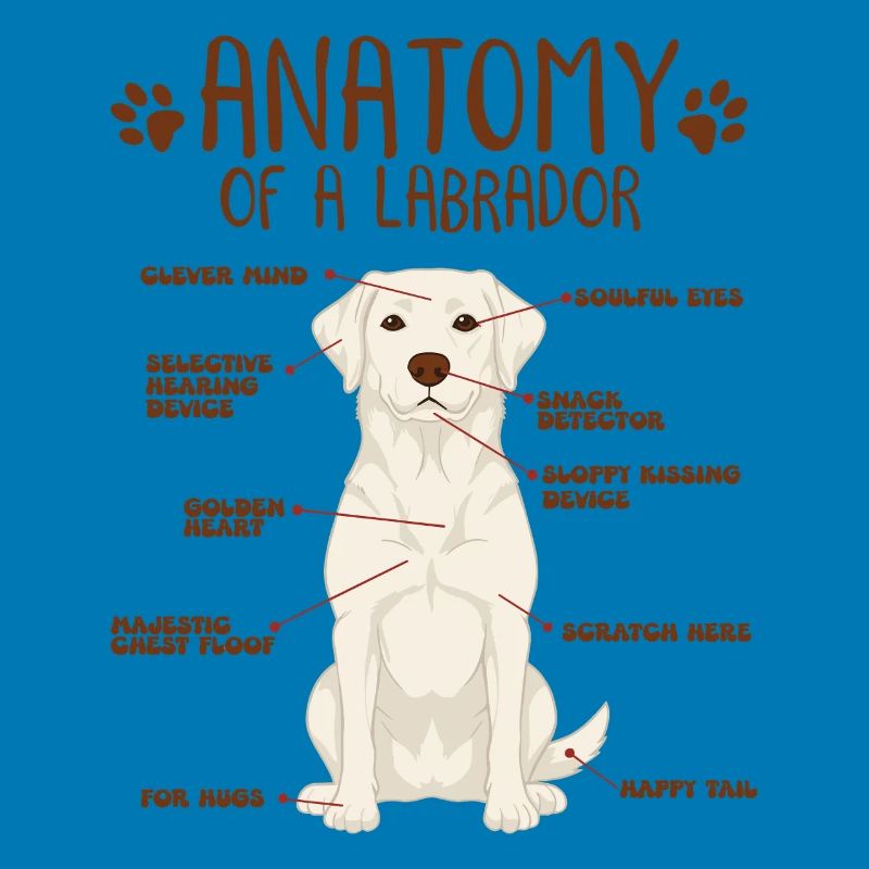Anatomie eines white Labradors