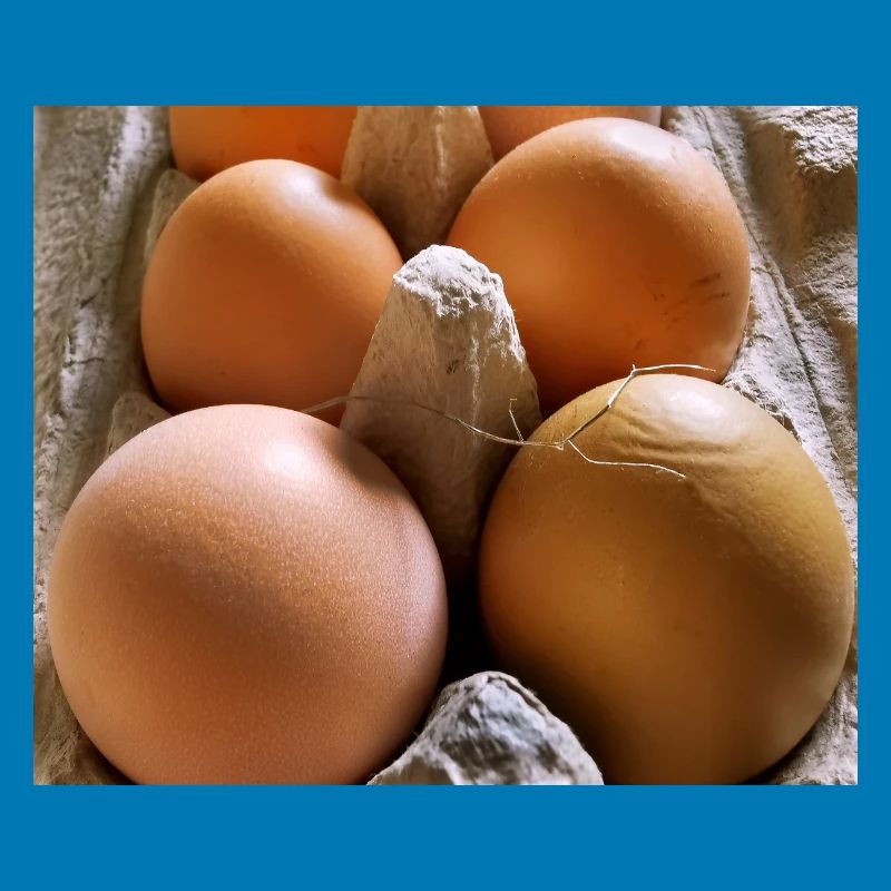 Eier