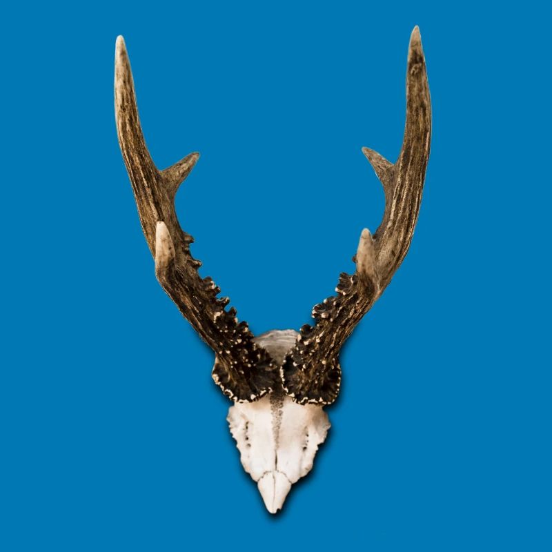 Geweih