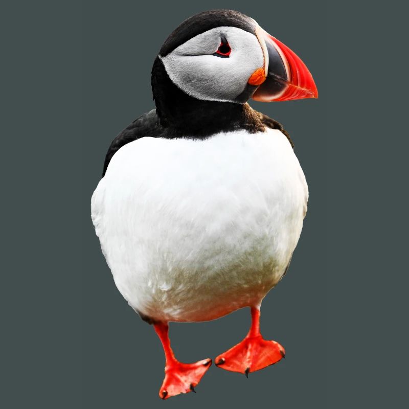 Puffin