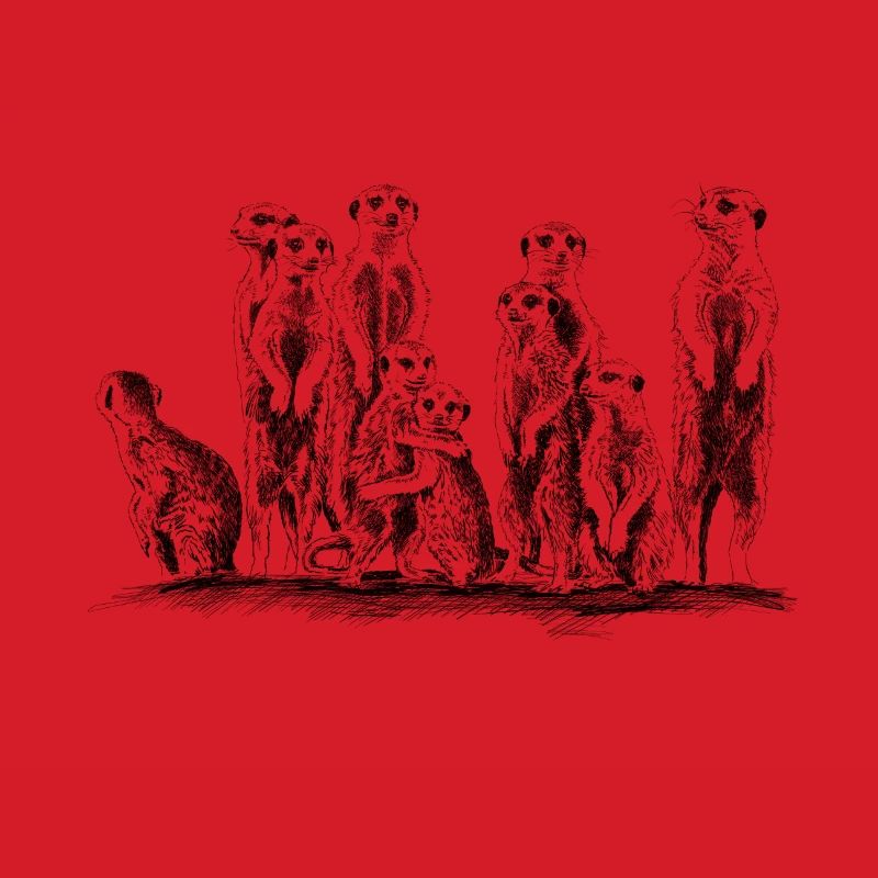 Erdmännchen